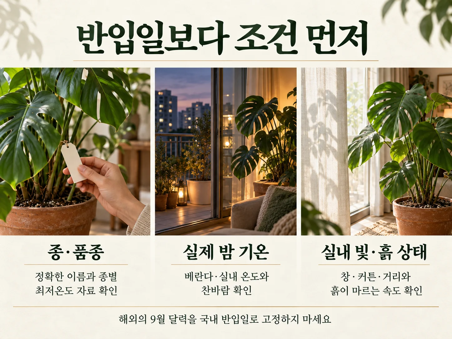 몬스테라 실내 반입 전 온도·빛·흙 상태 확인